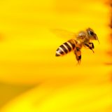 蜜を集める蜂