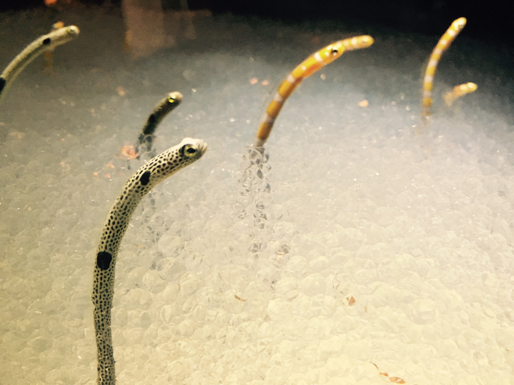 生き物の不思議な力を再発見!