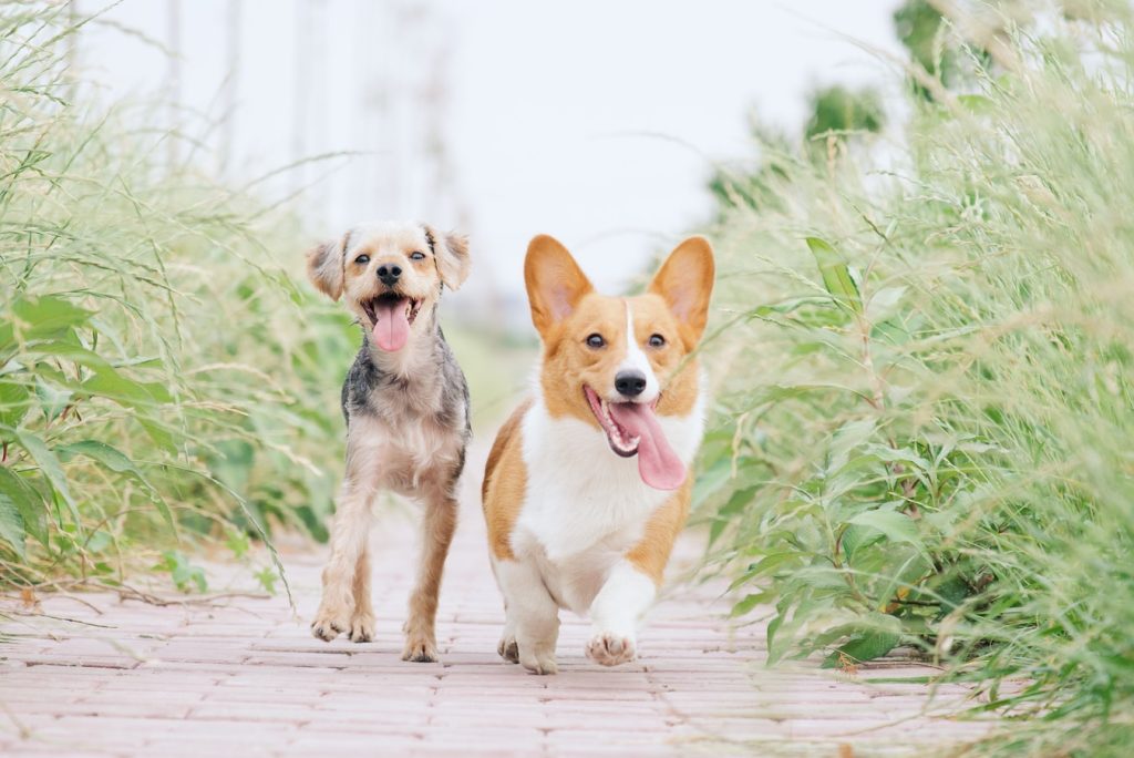 こちらに向かって走ってくる2匹の犬