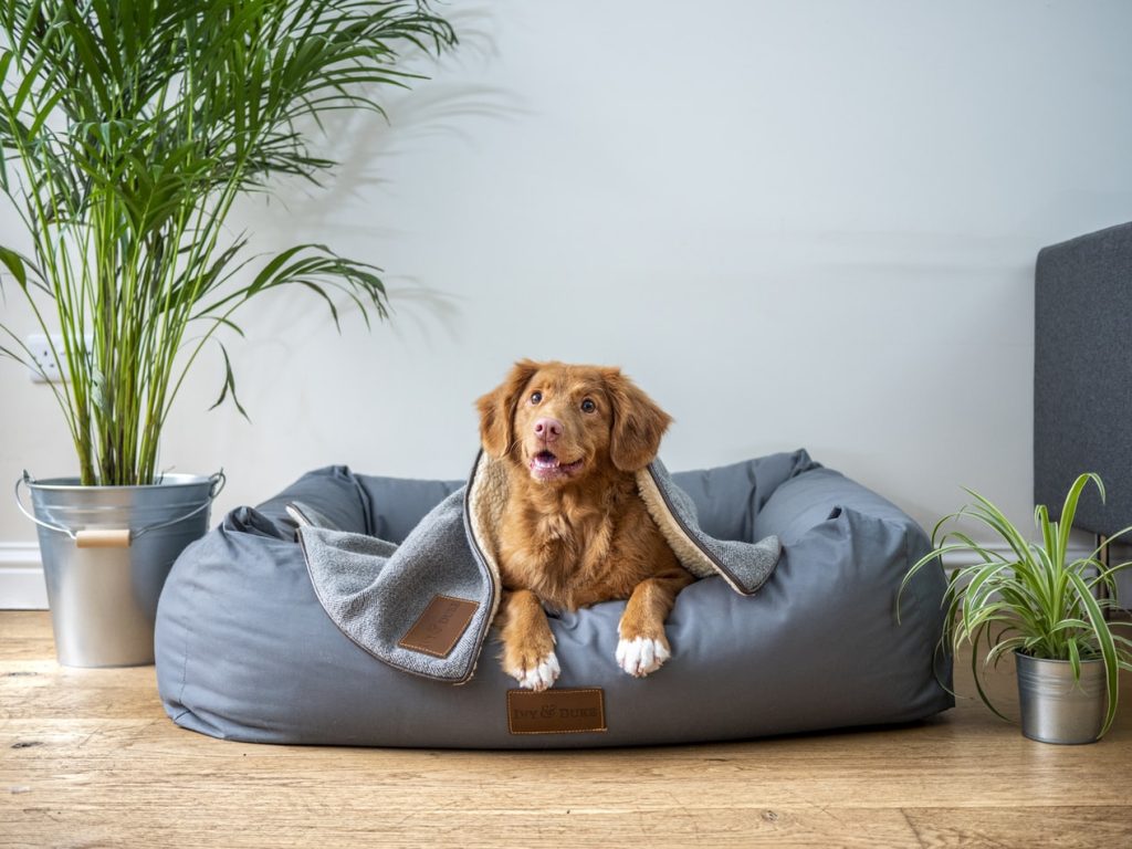大きなクッションで伏せをする茶色い犬