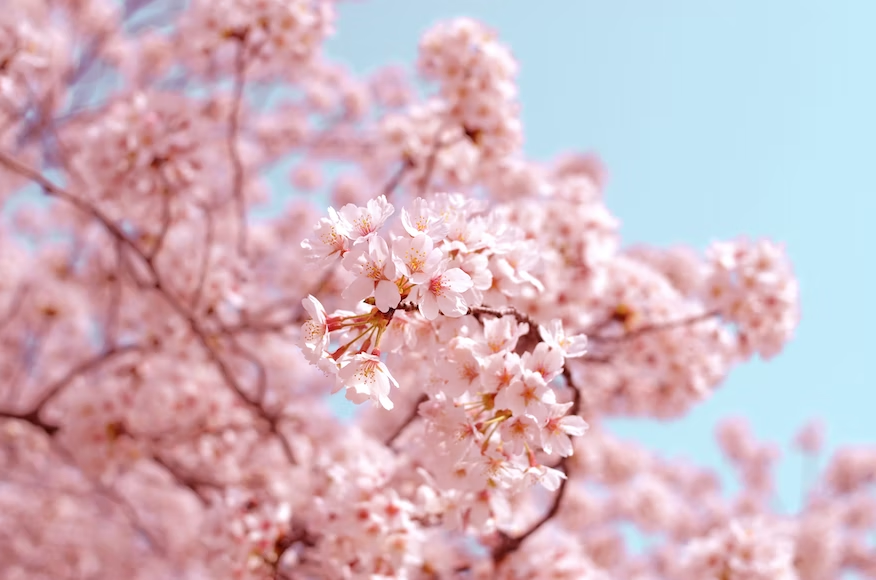 春の桜の木