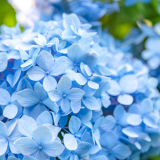 植物に隠された美しさの秘密！