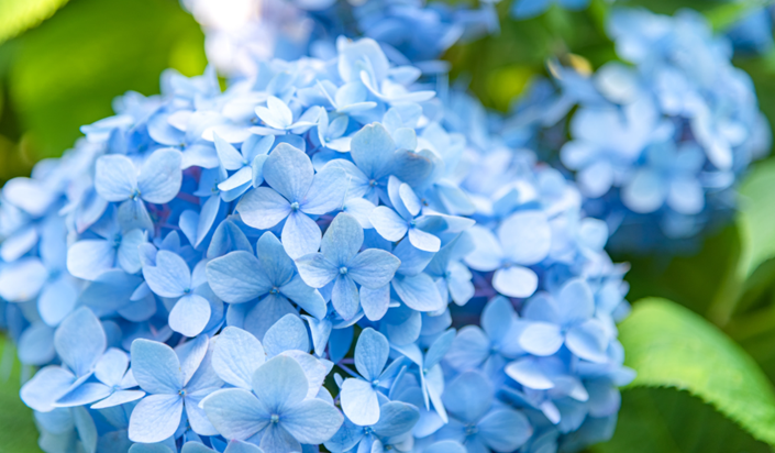 青色の紫陽花