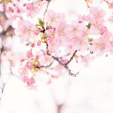 肌キメ整え、澄んで明るいお肌へ！桜澄み（さくらすみ）洗顔