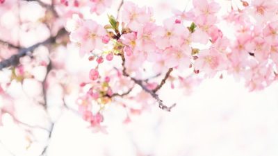 肌キメ整え、澄んで明るいお肌へ！桜澄み（さくらすみ）洗顔