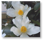 白い花