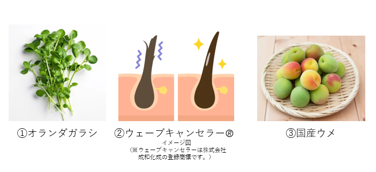 3種の美容成分を横並びに表示。左から、オランダガラシ、ウェーブキャンセラーのイメージ図、国産ウメ。