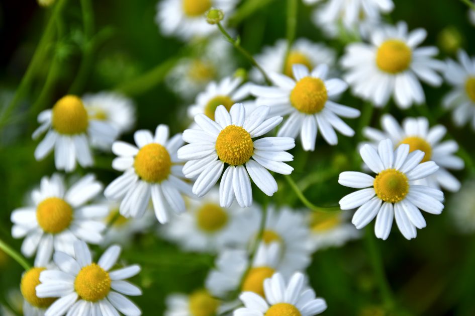 カミツレの花