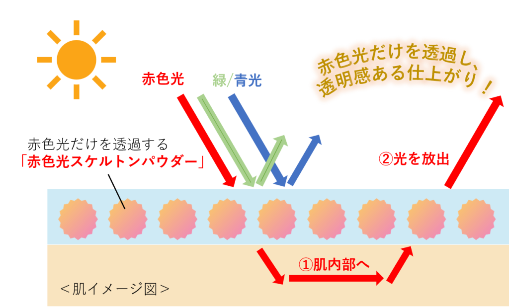 赤色光スケルトンパウダーの作用図