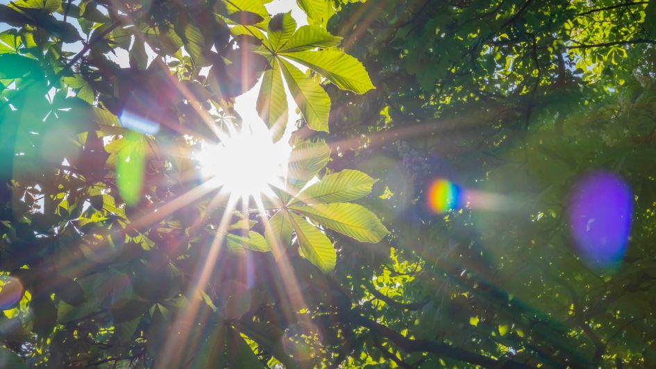 樹々から差し込む太陽光